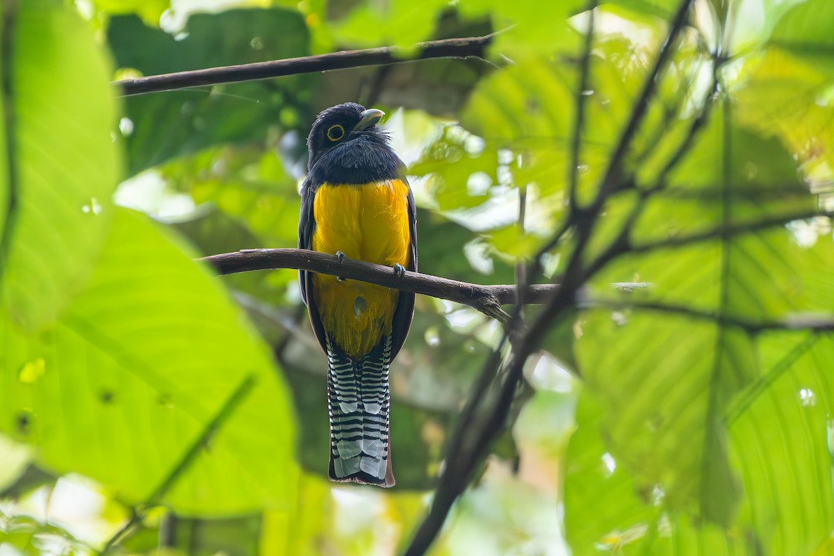 Guianan Violaceous Trogon - ML645889722