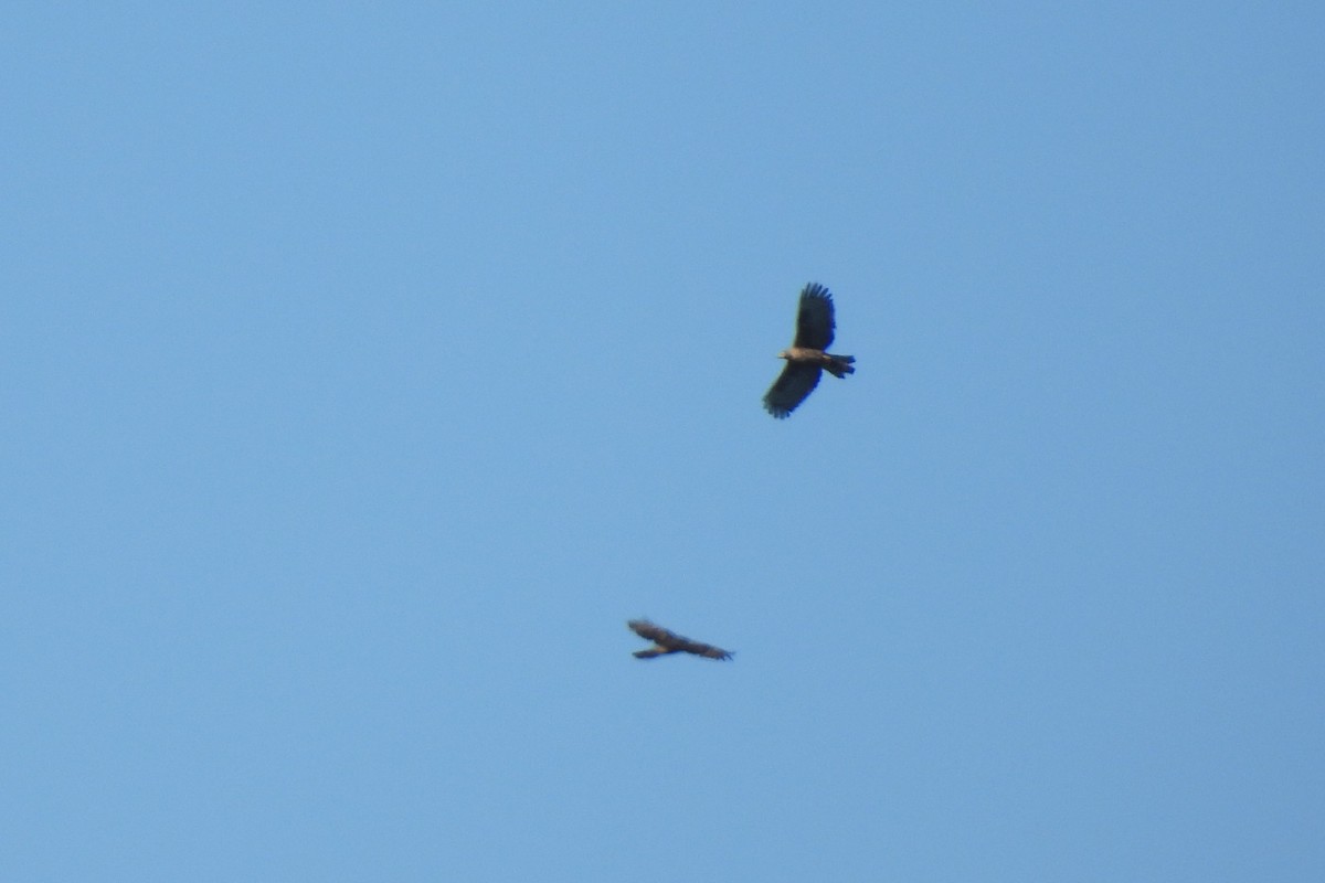 Culebrera Chiíla - ML645889727