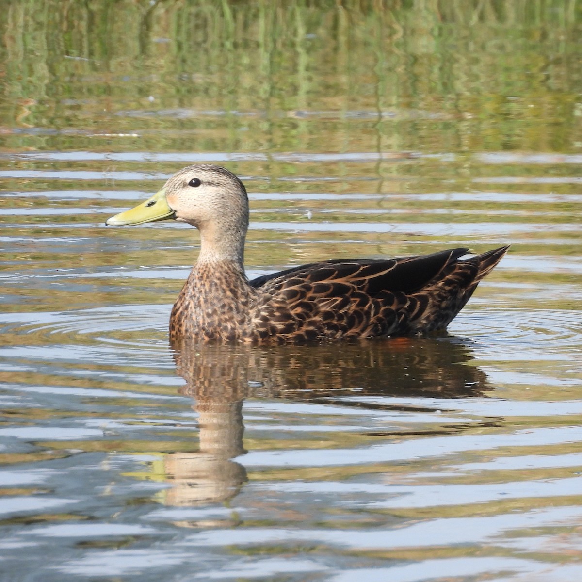 Mottled Duck - ML645889728