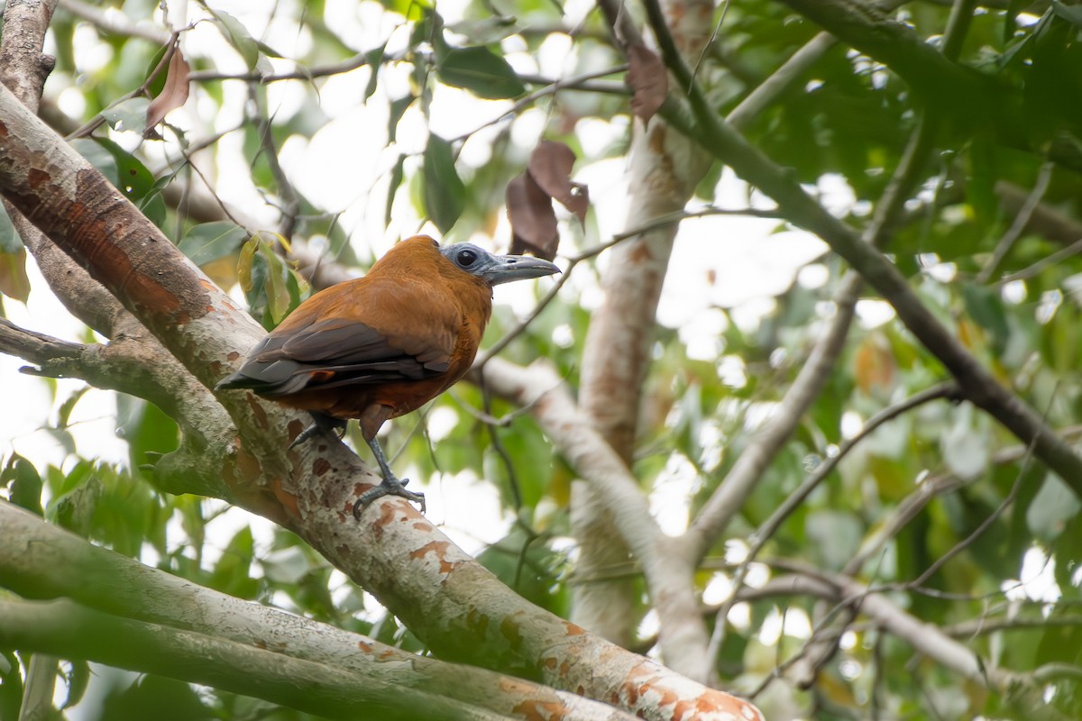 Capuchinbird - ML645889731