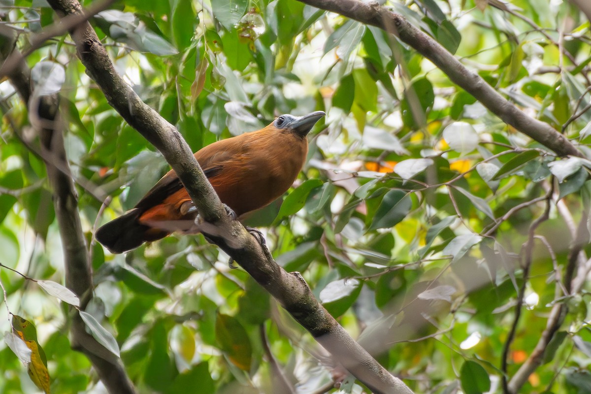 Capuchinbird - ML645889732