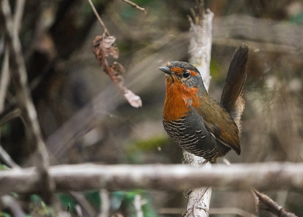 Chucao Tapaculo - ML645889733