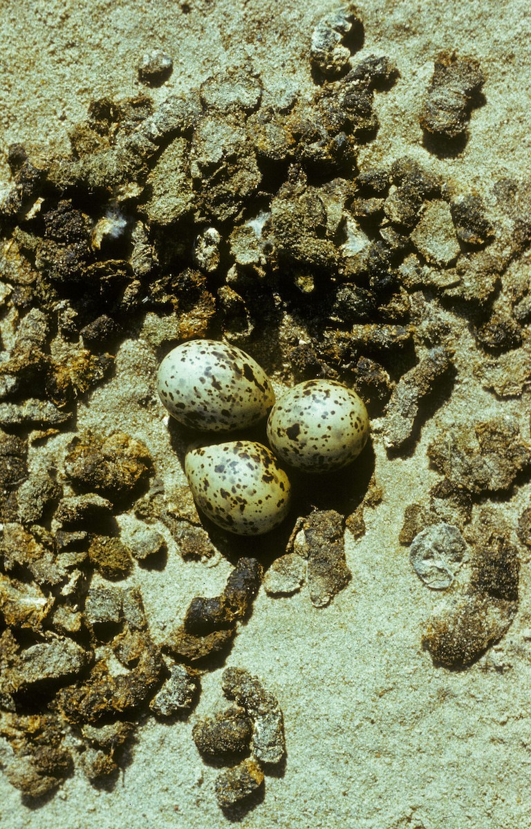 Common Tern - ML645889737