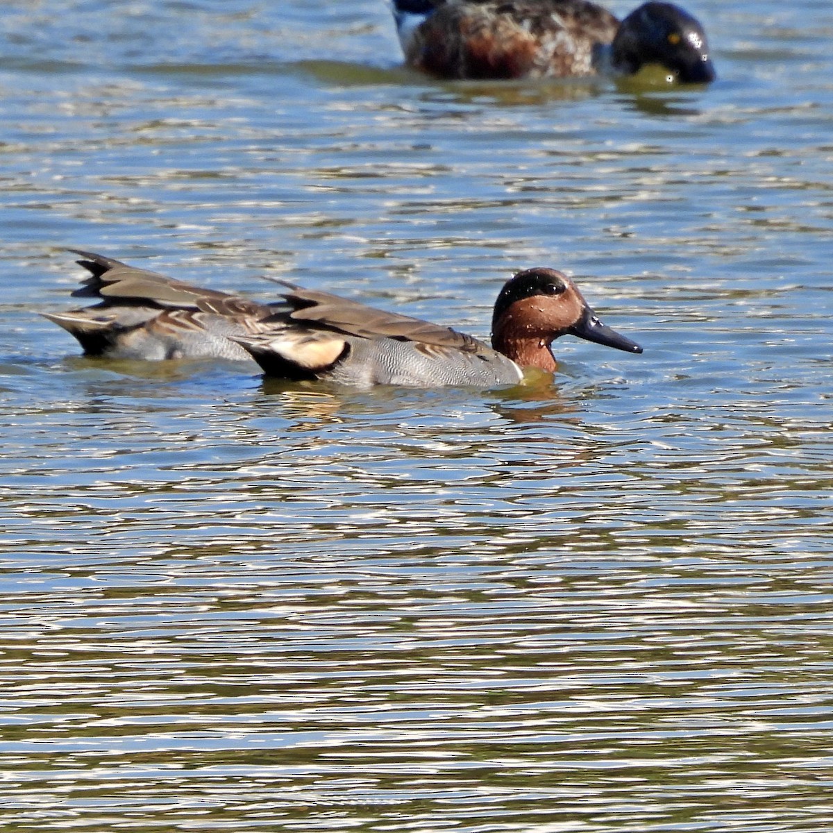 Green-winged Teal - ML645889738