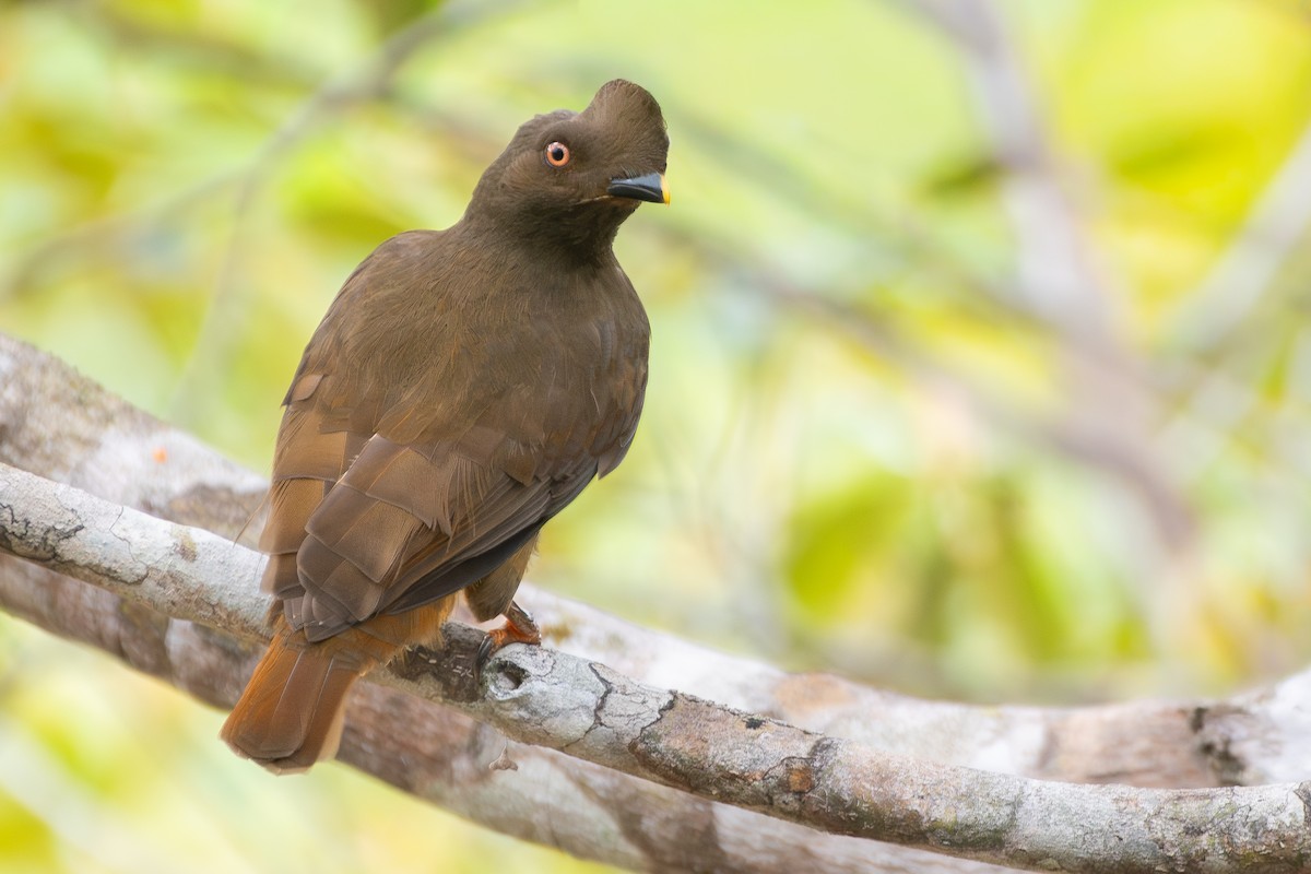 Guianan Cock-of-the-rock - ML645889743