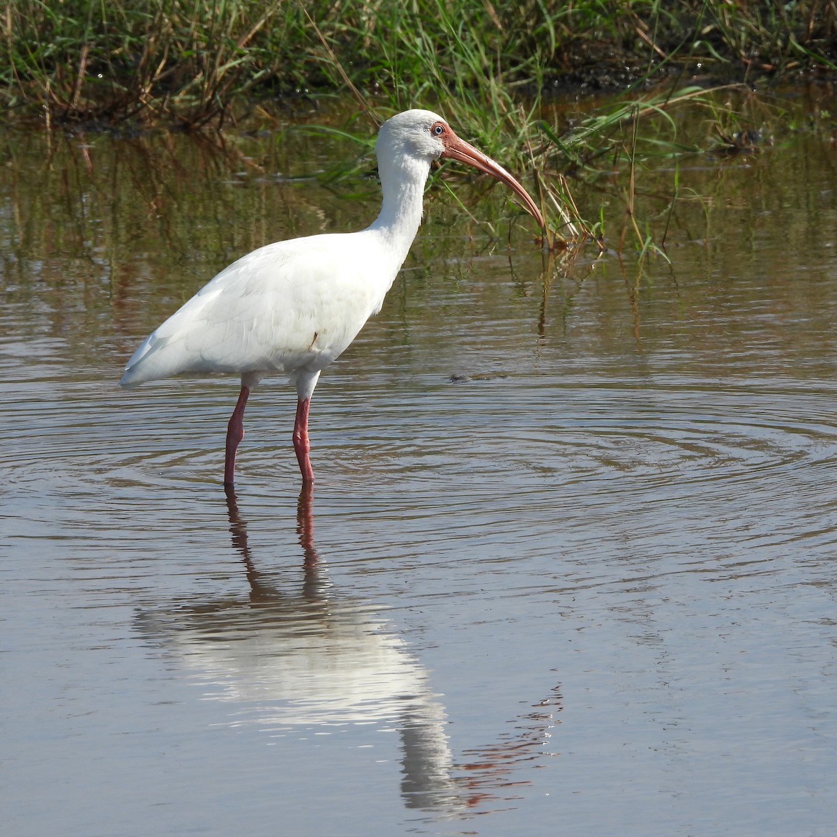 White Ibis - ML645889746