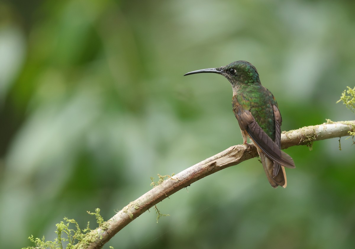 チャムネテリハチドリ - ML645889747