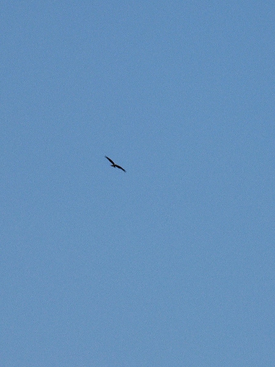 Red Kite - ML645889759