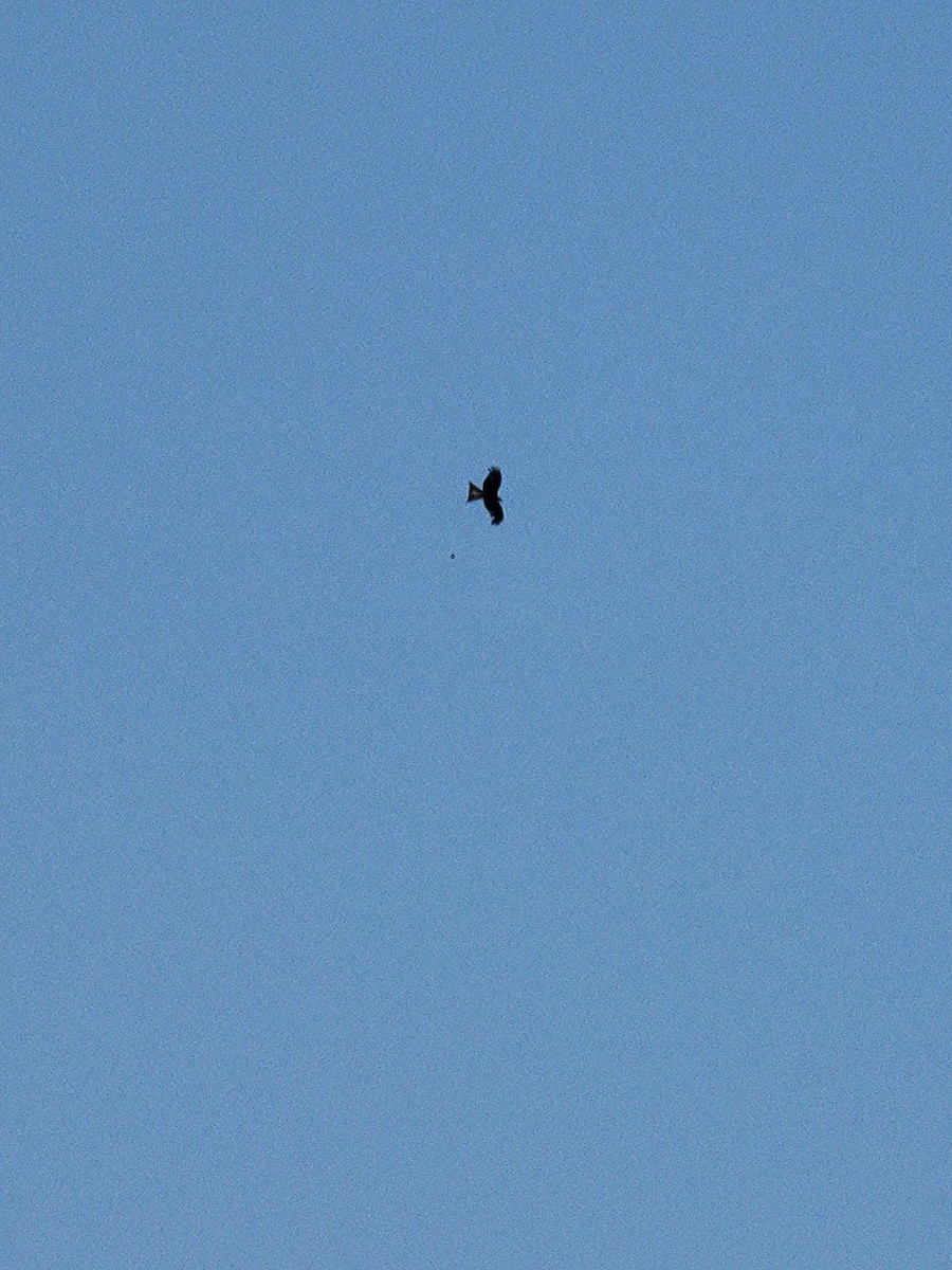 Red Kite - ML645889760