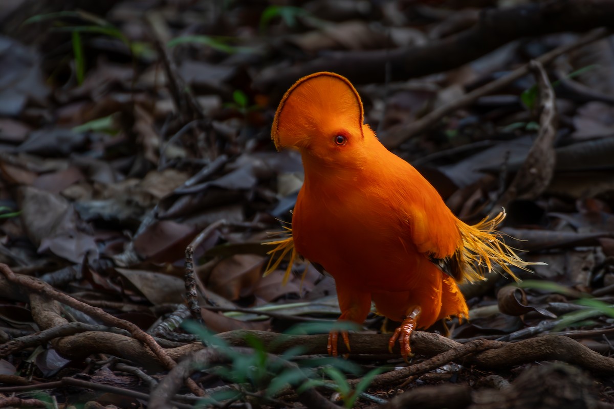 Guianan Cock-of-the-rock - ML645889772