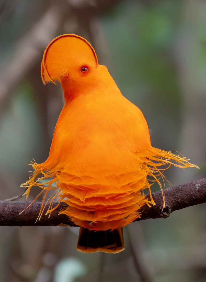 Guianan Cock-of-the-rock - ML645889773