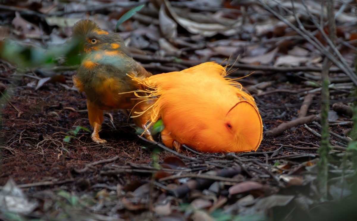 Guianan Cock-of-the-rock - ML645889774