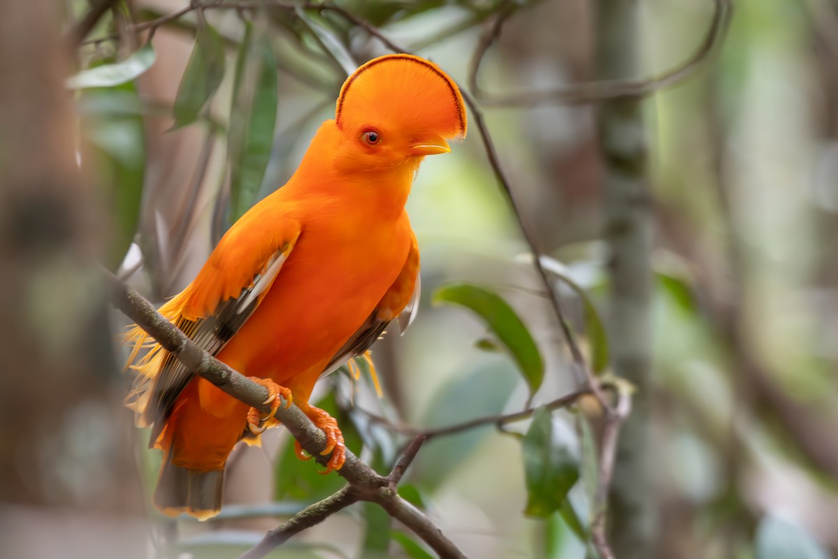Guianan Cock-of-the-rock - ML645889776