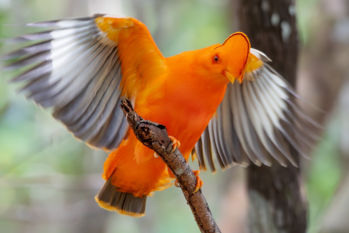 Guianan Cock-of-the-rock - ML645889777