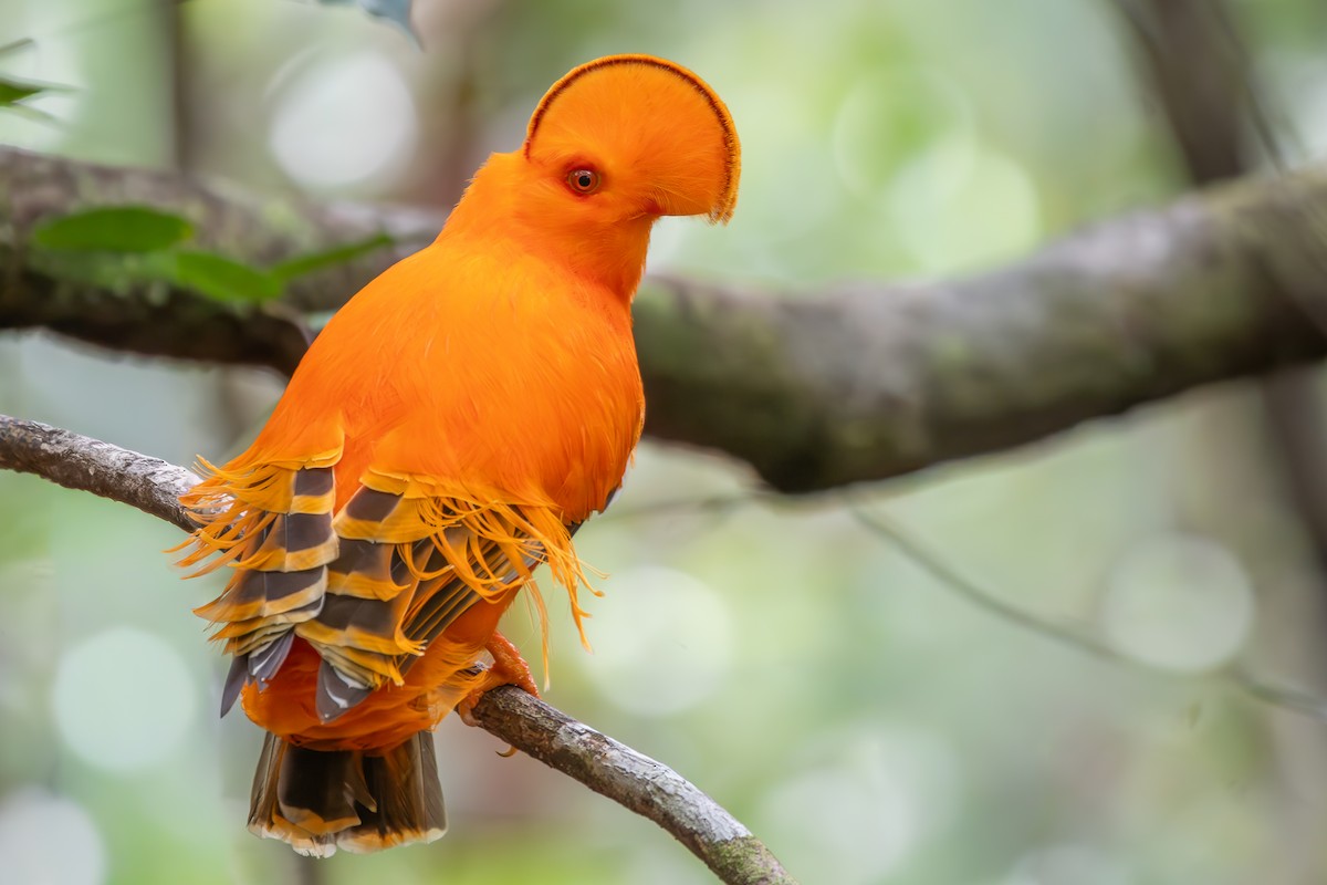 Guianan Cock-of-the-rock - ML645889778