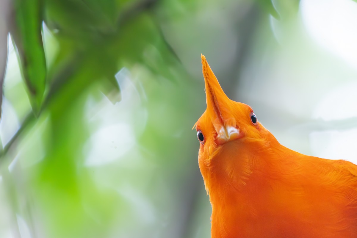 Guianan Cock-of-the-rock - ML645889779