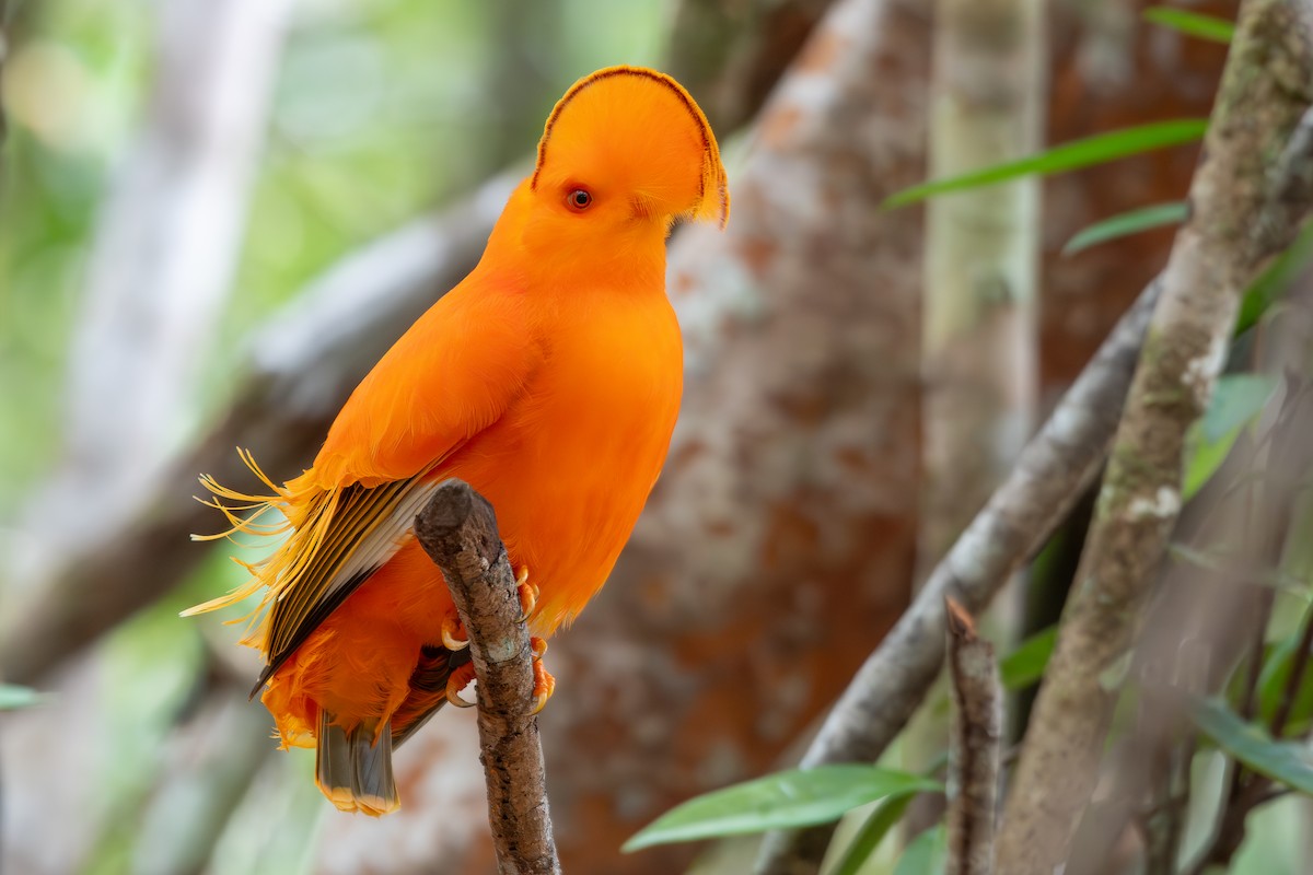 Guianan Cock-of-the-rock - ML645889781