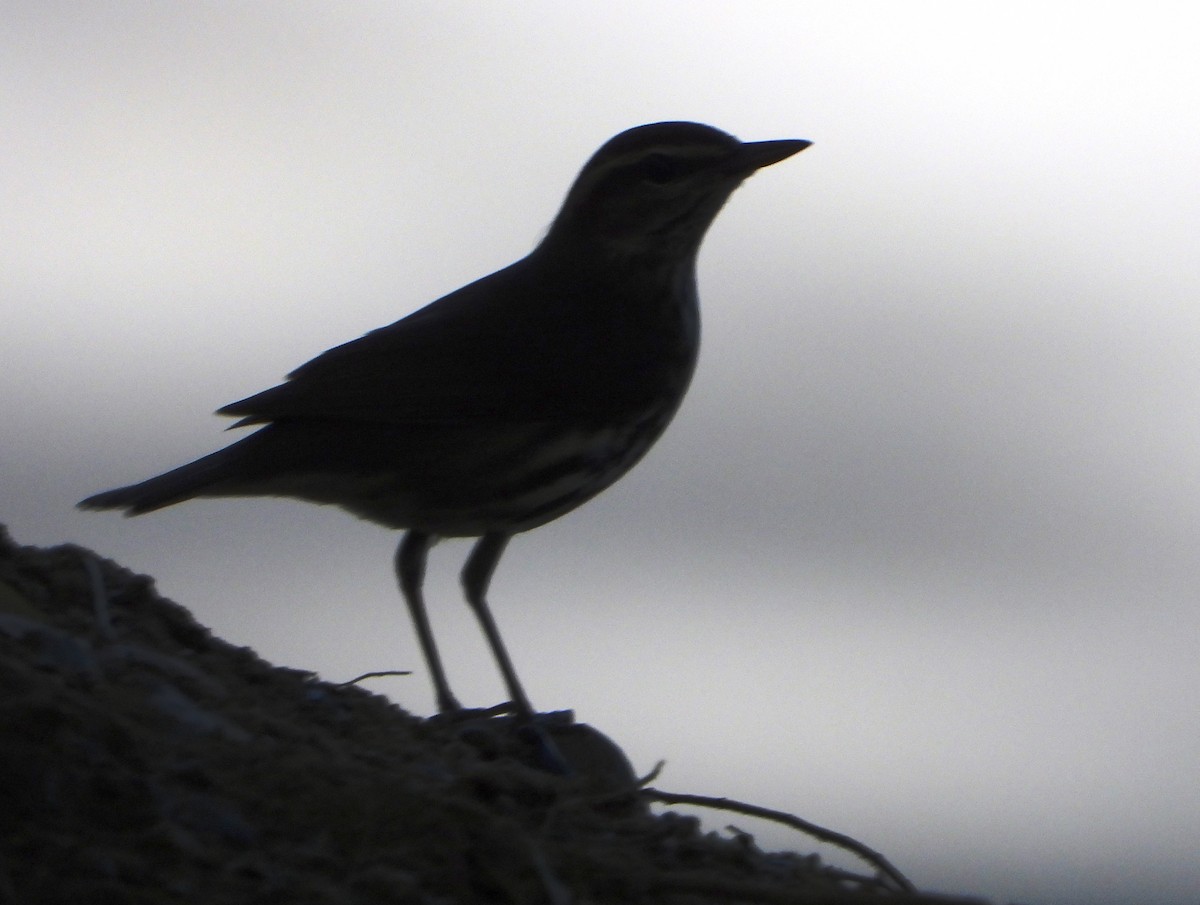 Northern Waterthrush - ML645889783