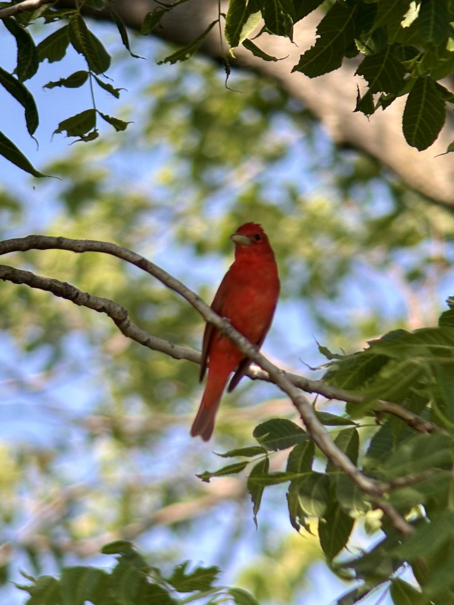 Summer Tanager - ML645889785