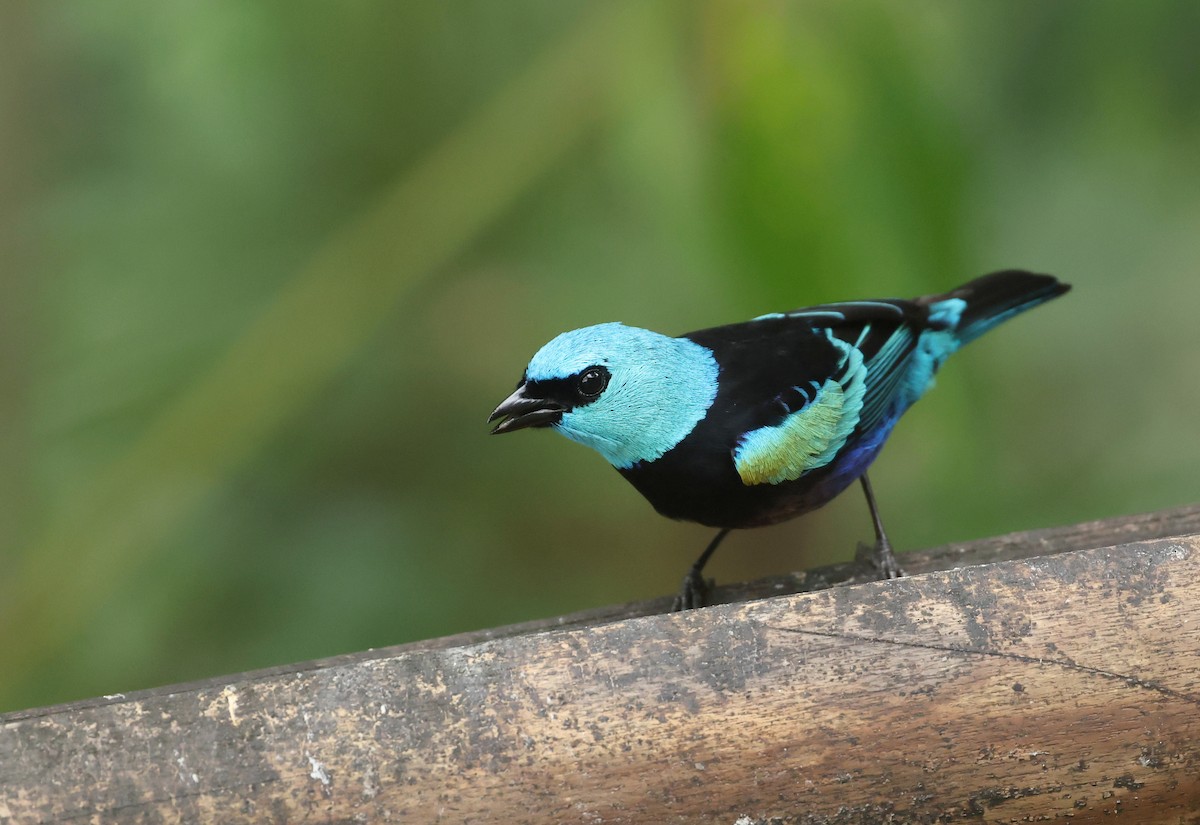 Лазурноголовая танагра - ML645889787