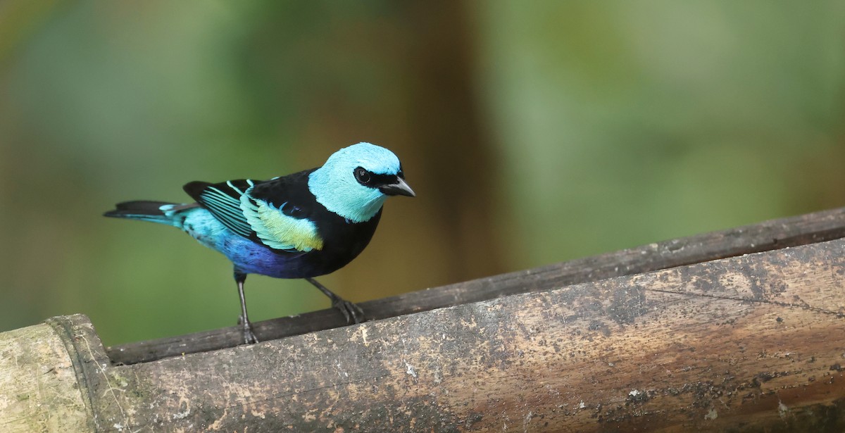 Лазурноголовая танагра - ML645889788