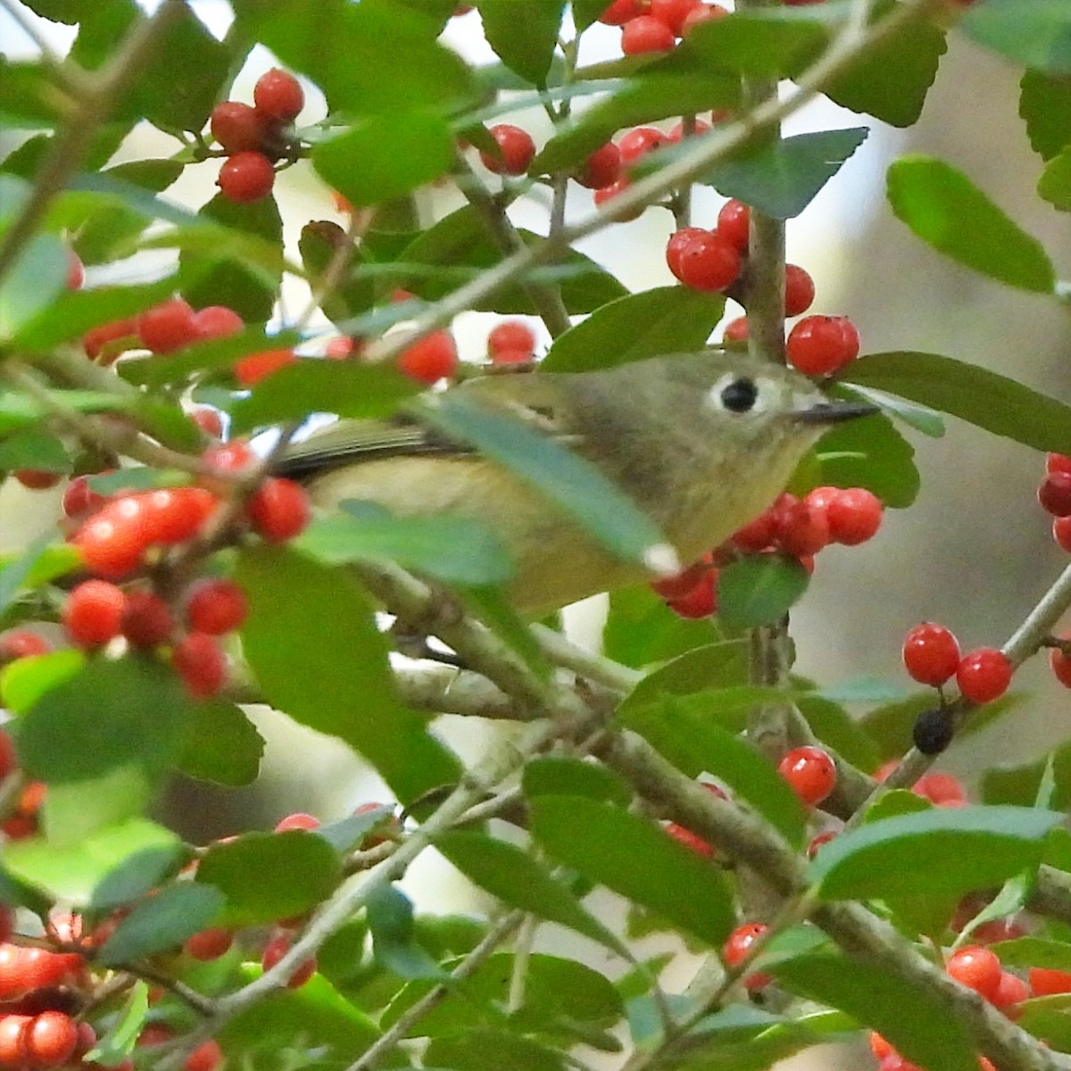 Ruby-crowned Kinglet - ML645889794