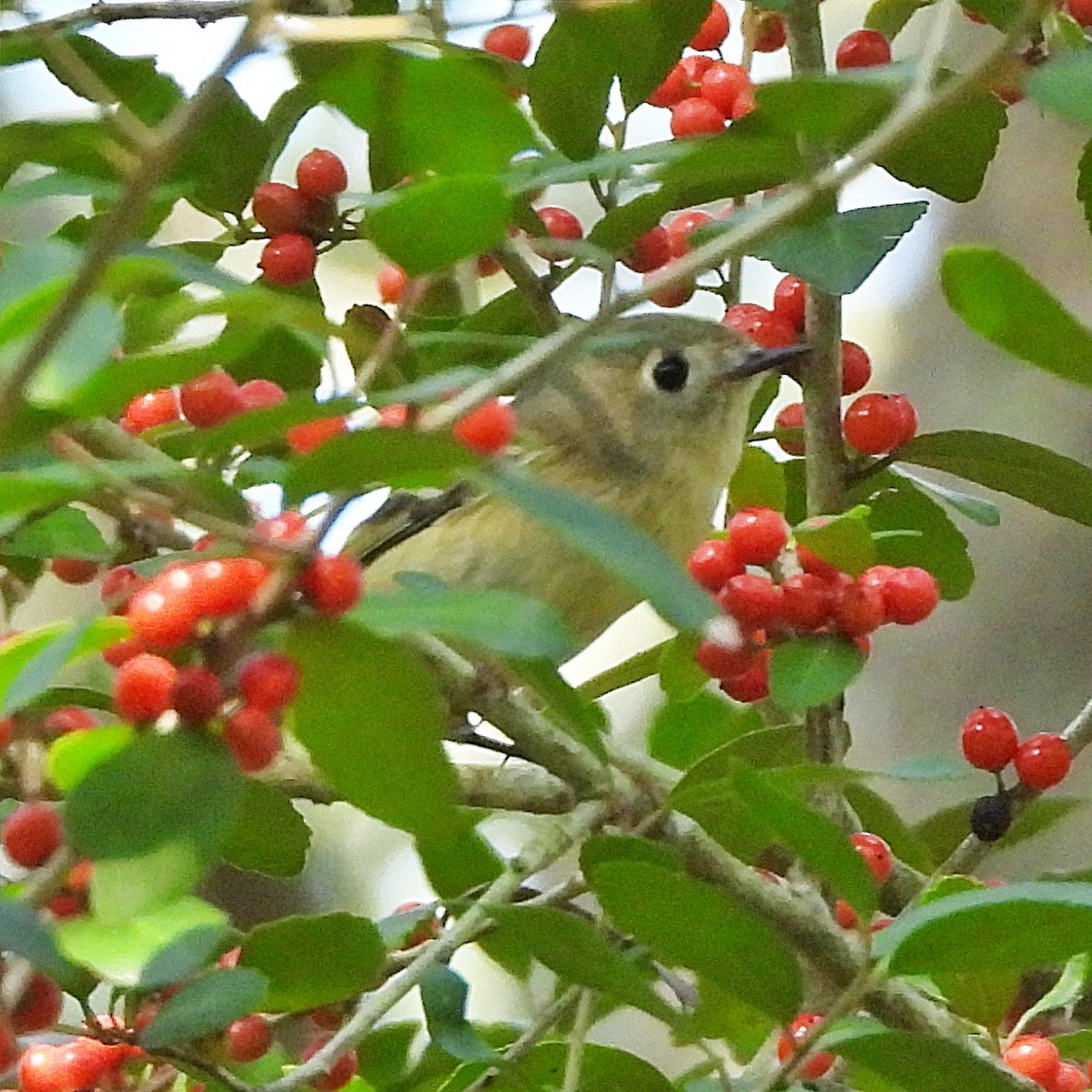 Ruby-crowned Kinglet - ML645889795