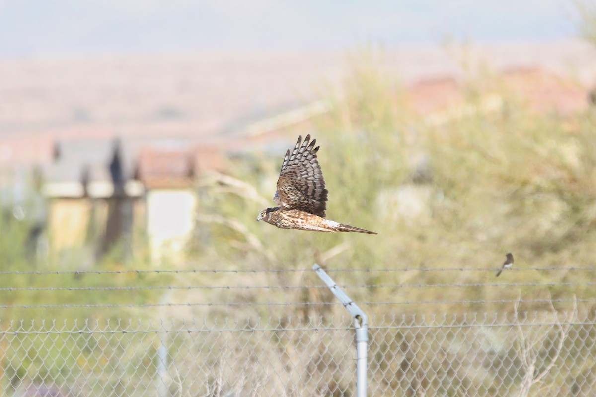 moták severoamerický - ML645889797