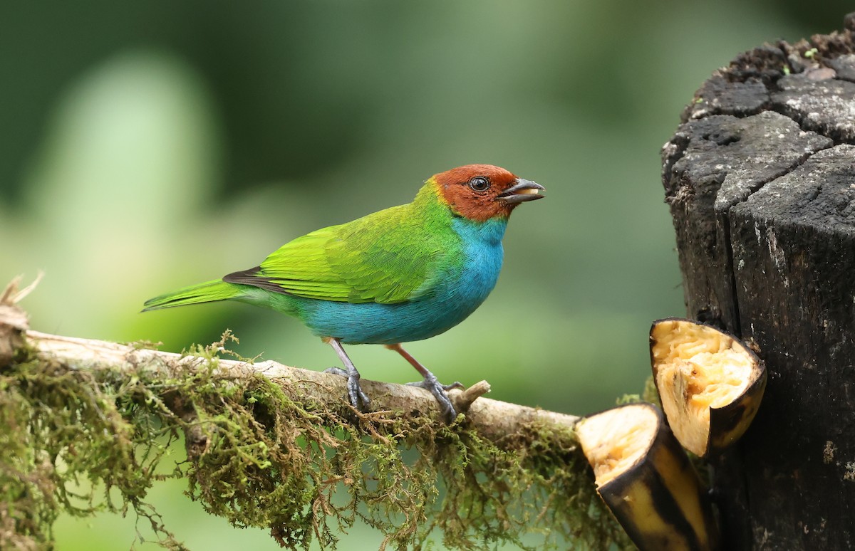Bay-headed Tanager - ML645889809