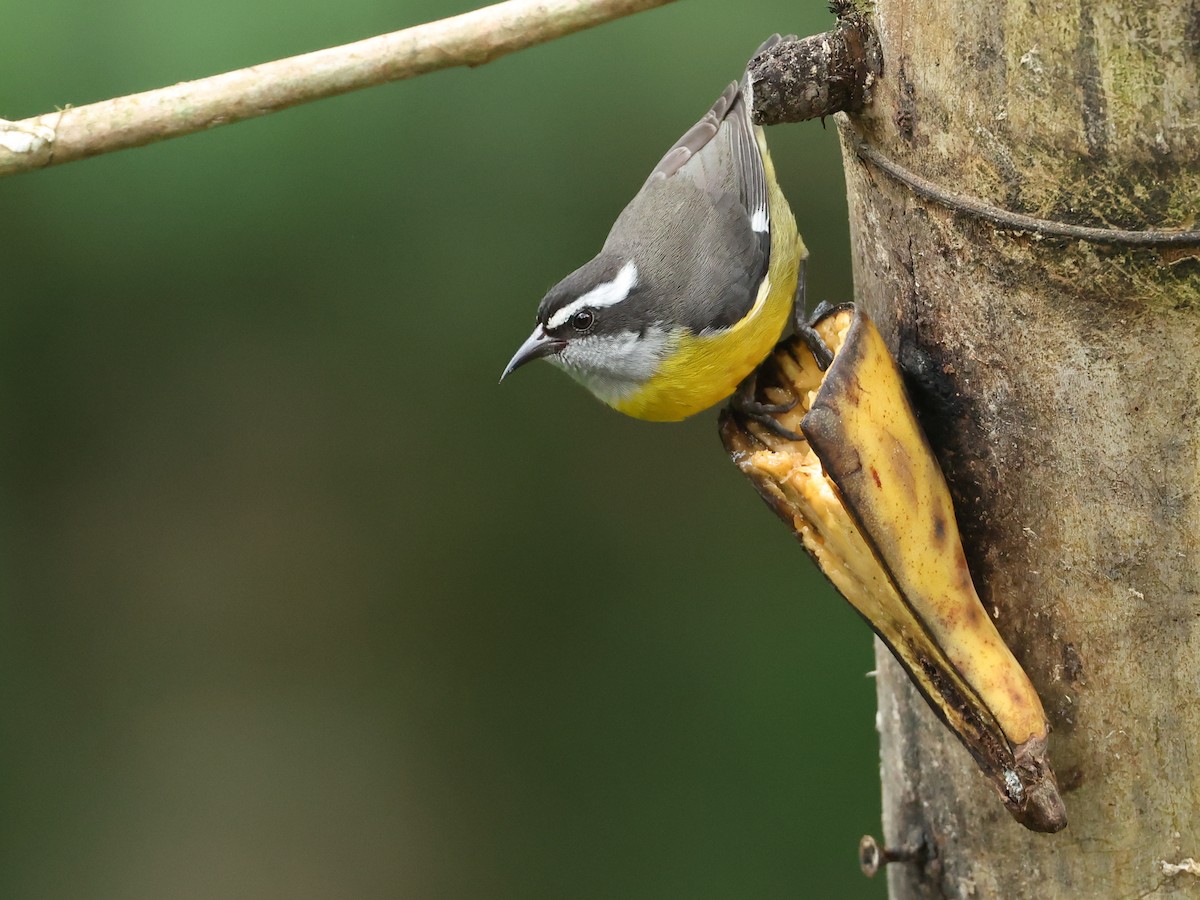 Bananaquit - ML645889810