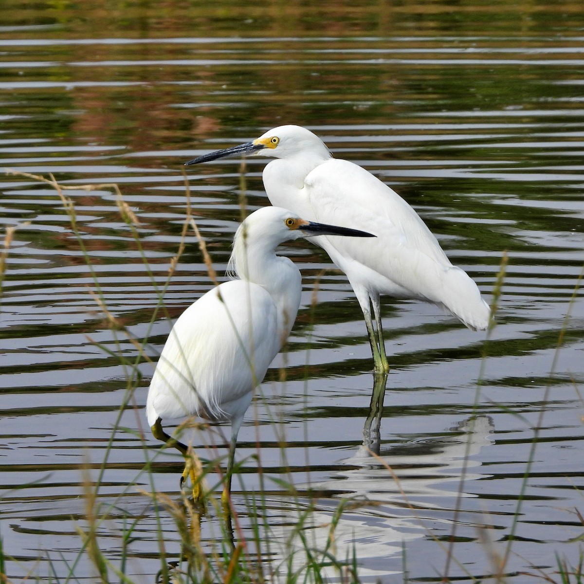Snowy Egret - ML645889815