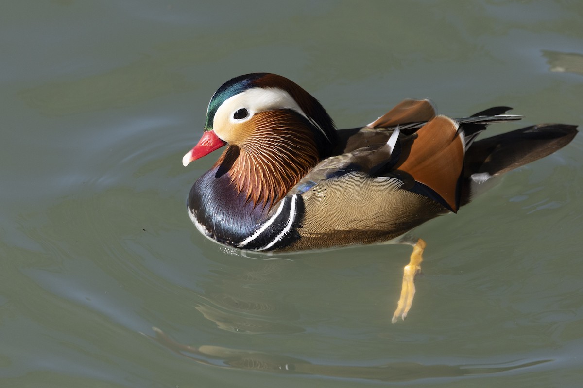 Mandarin Ördeği - ML645889816