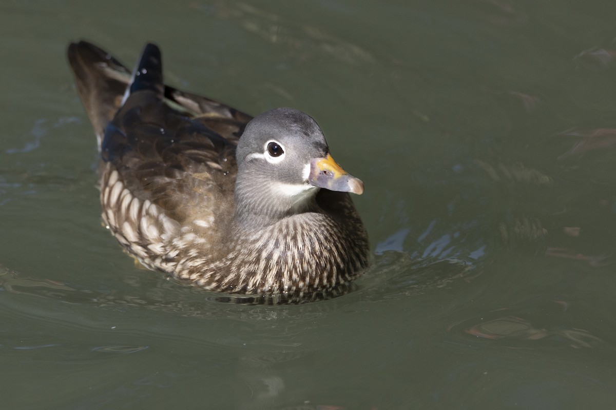 Mandarin Ördeği - ML645889817