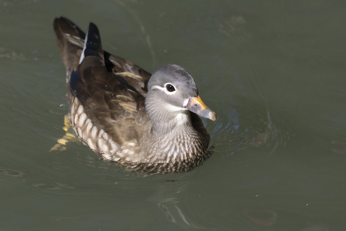 Mandarin Ördeği - ML645889818