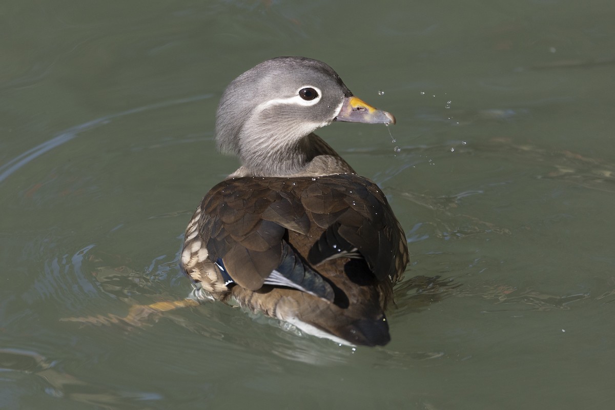 Mandarin Ördeği - ML645889819