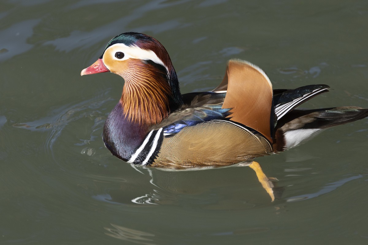 Mandarin Ördeği - ML645889820