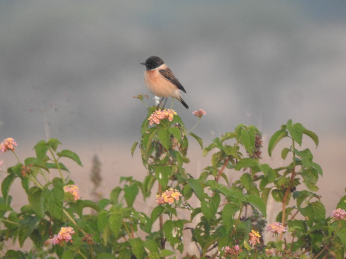 bramborníček sibiřský - ML645889823