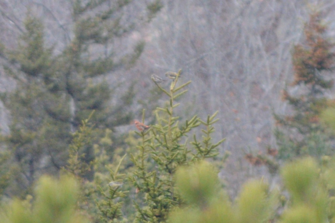 Crociere fasciato - ML645889828