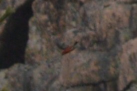 Crociere fasciato - ML645889829