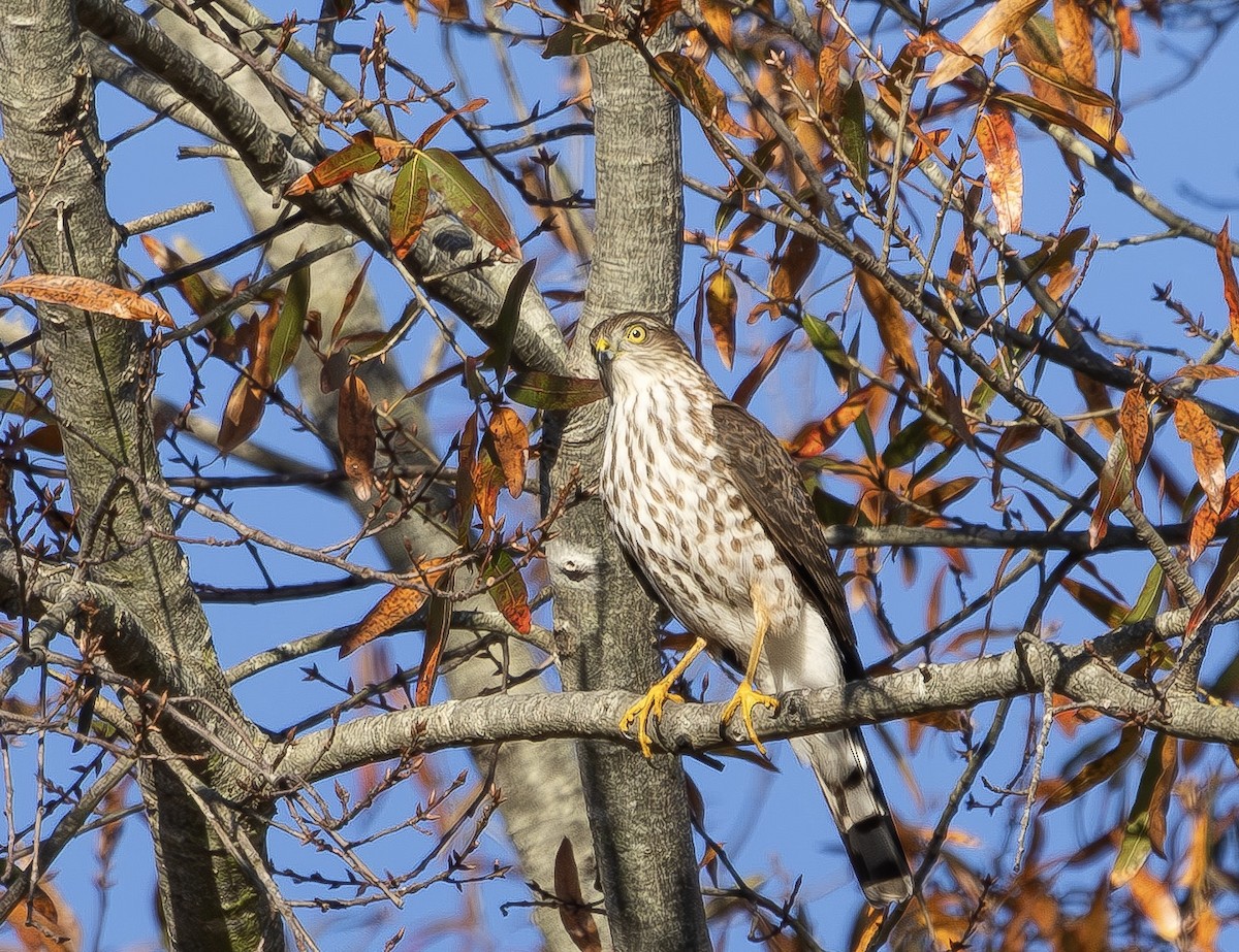 Sharp-shinned Hawk - ML645889885