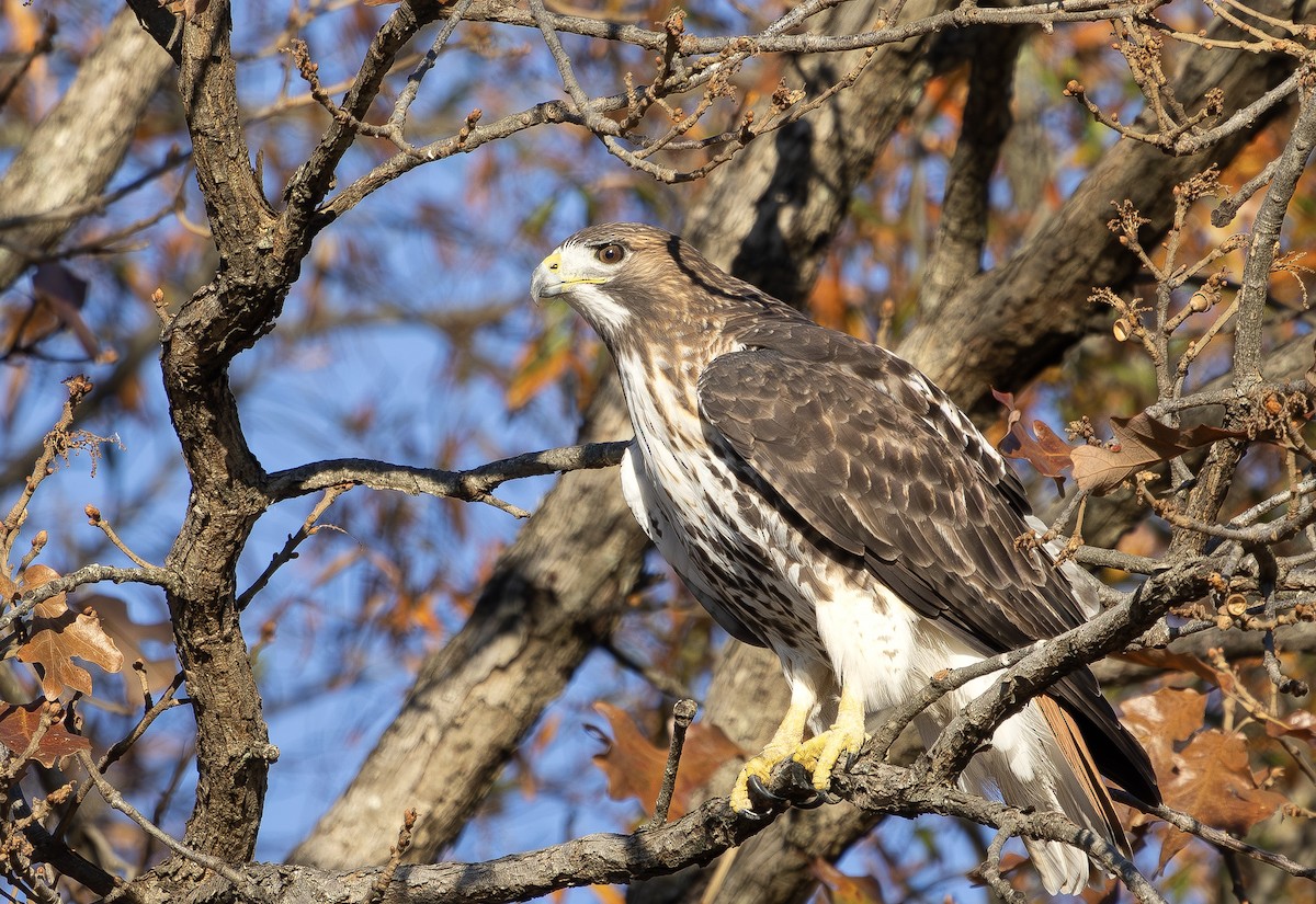 Red-tailed Hawk - ML645889887