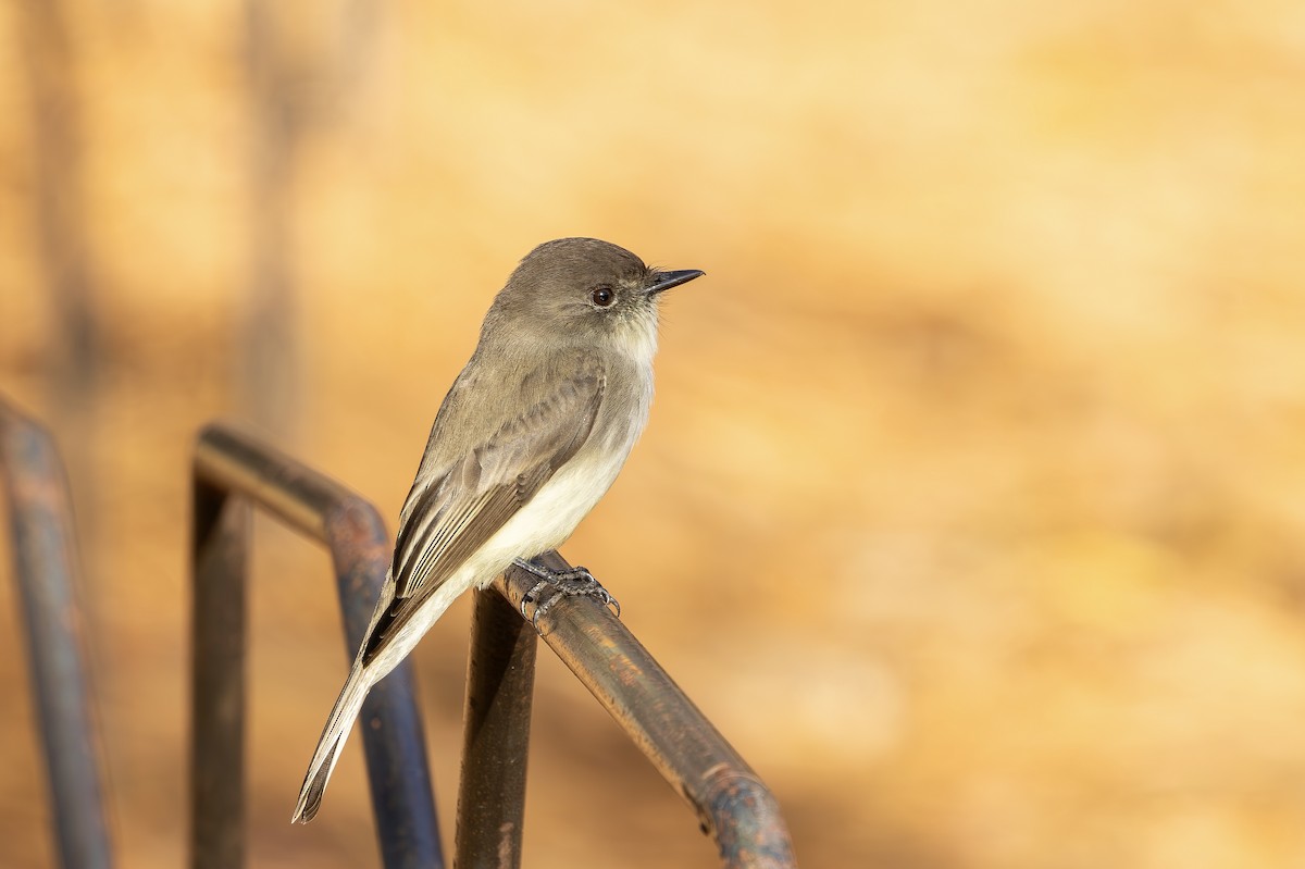 Eastern Phoebe - ML645889893