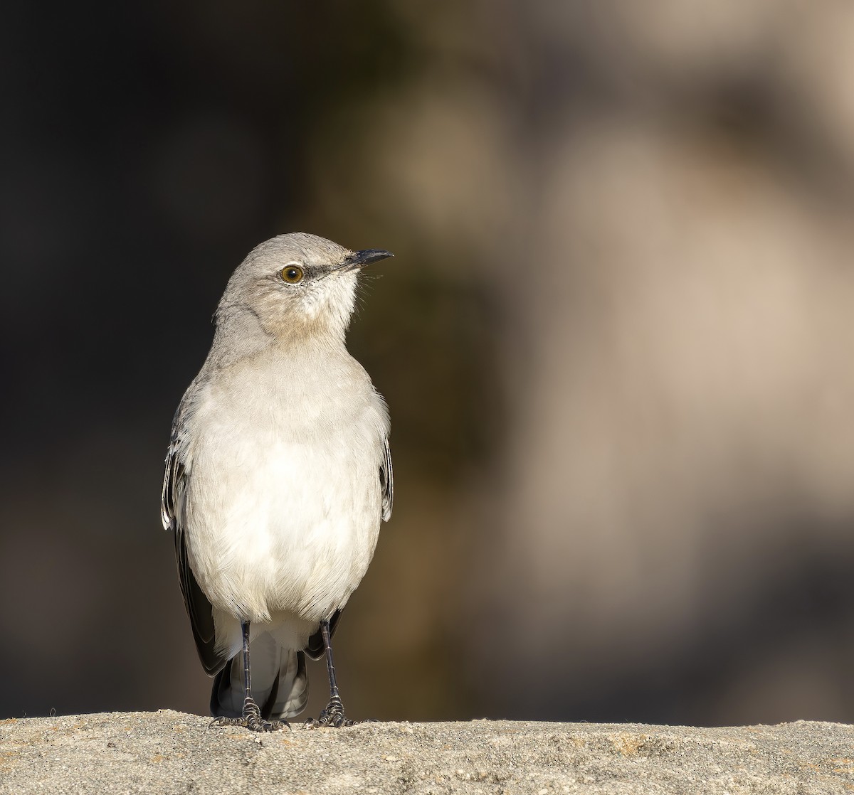 Northern Mockingbird - ML645889896