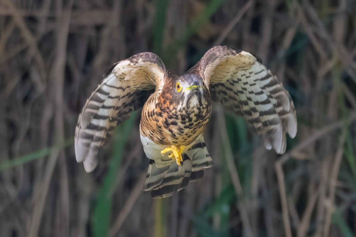 Large Hawk-Cuckoo - ML645889898