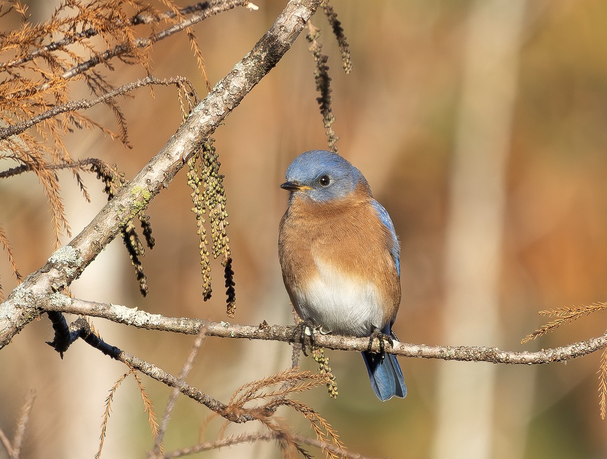 Eastern Bluebird - ML645889899