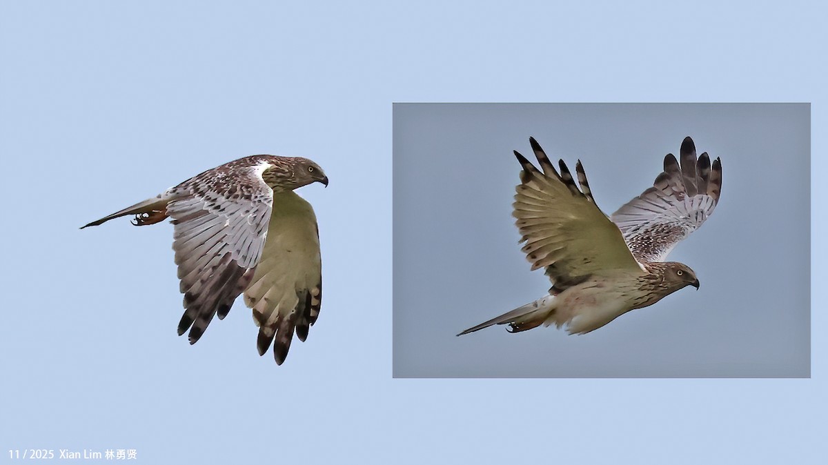 østsivhauk - ML645889900