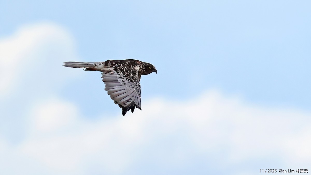 østsivhauk - ML645889901