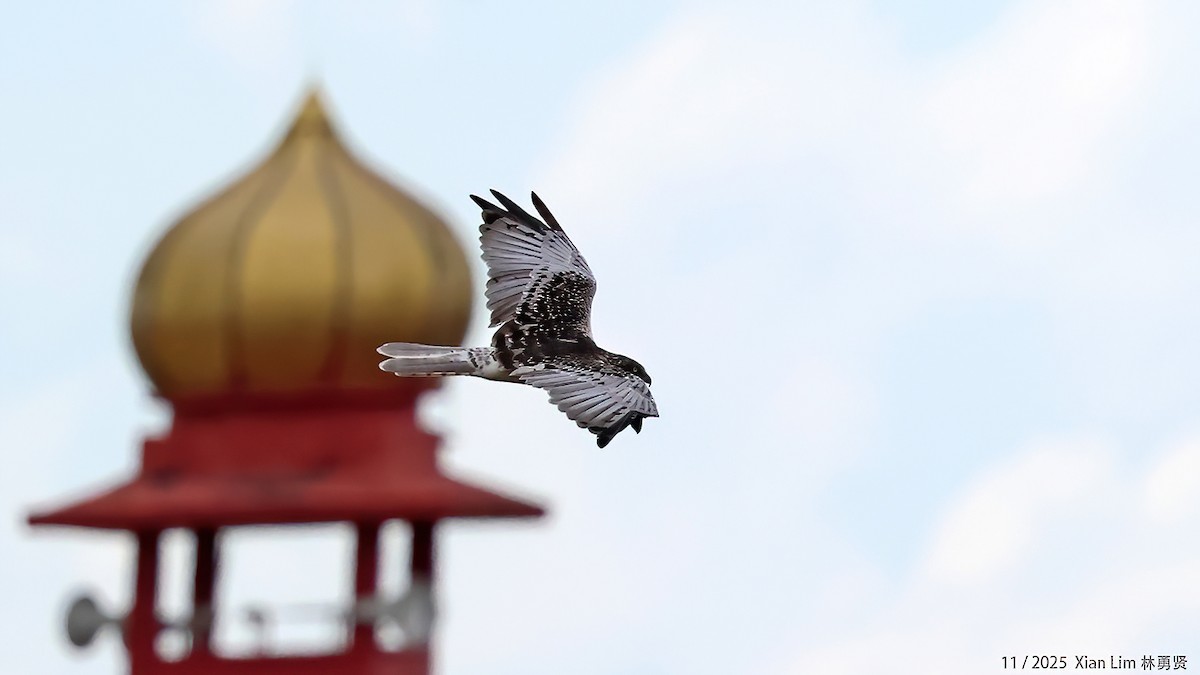 østsivhauk - ML645889902