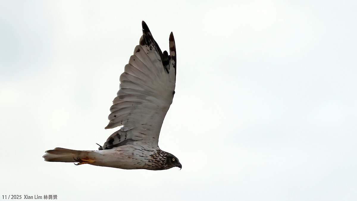 østsivhauk - ML645889903