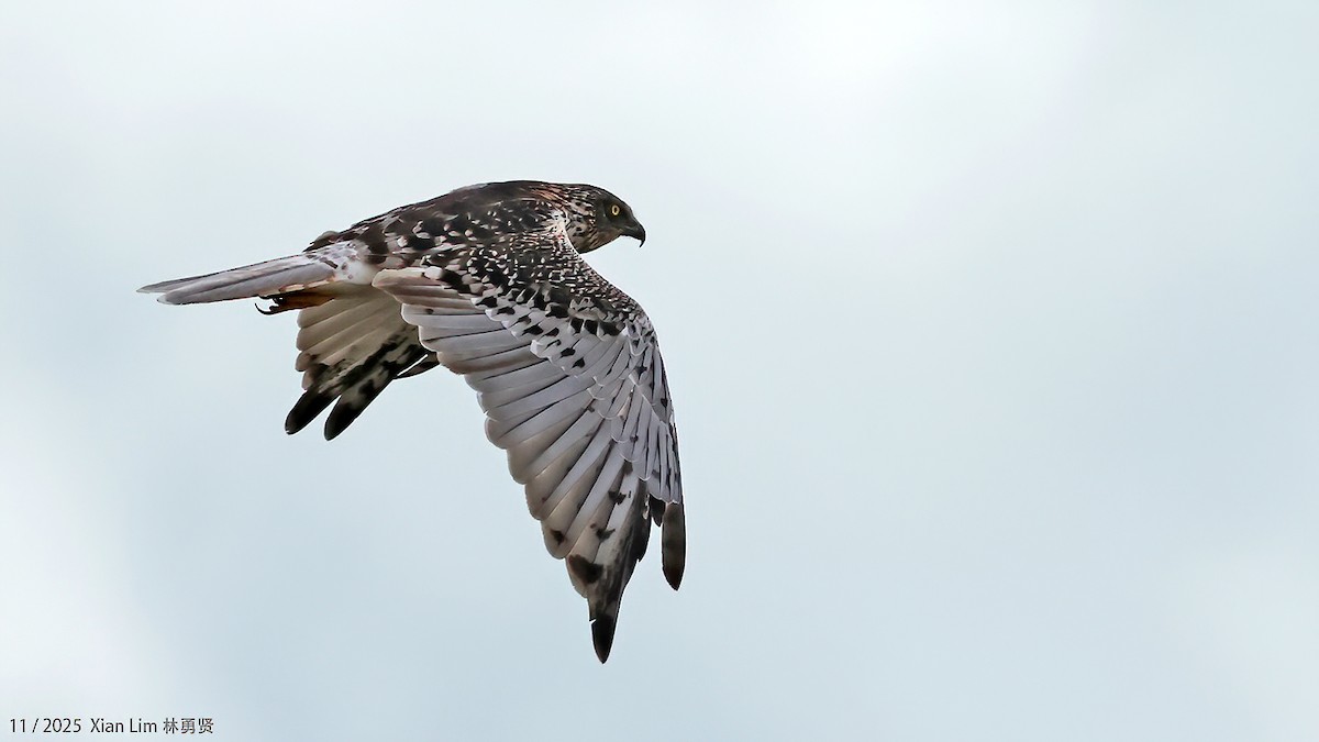 østsivhauk - ML645889904